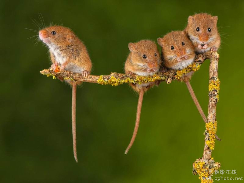 harvest mouse outcast_副本.jpg