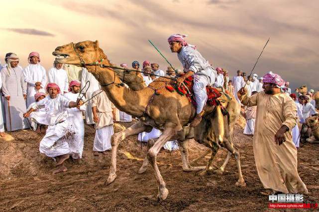 CAMEL RACE 2.png