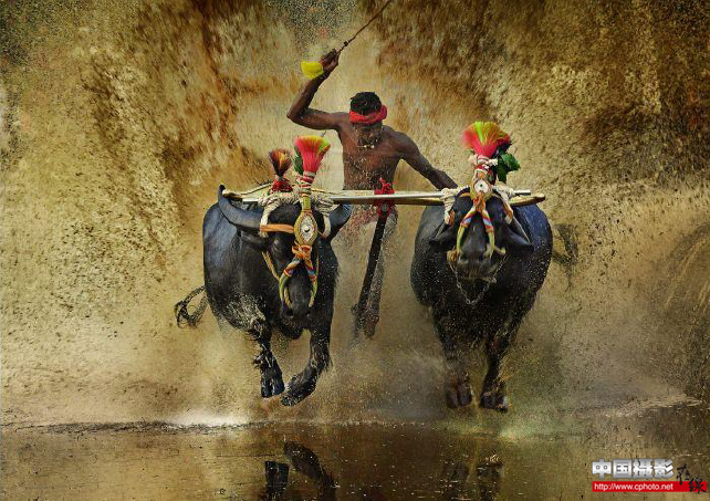 katpadi Kambala.png