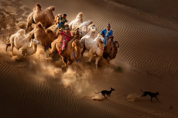 Camel dog-彩色自由组FIAP优异丝带.jpg