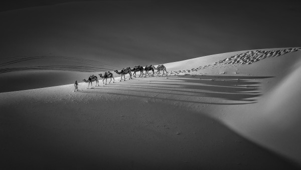 Camels in teh desert-黑白自由组沙龙银牌.jpg