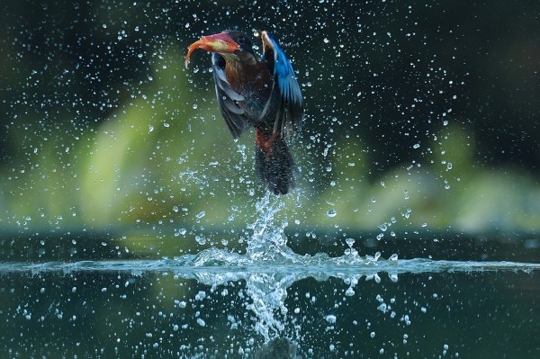 King Fisher.jpg