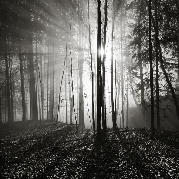 Im Wald_C242876.jpg