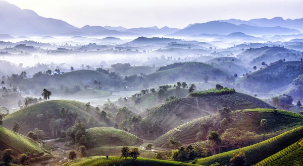 Morning on the Tea Hills.jpg