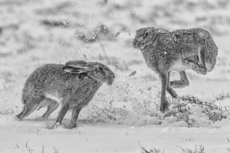 aggressive harres in the snow.jpg