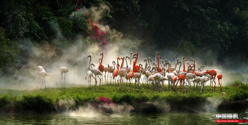 flamingos_副本.jpg