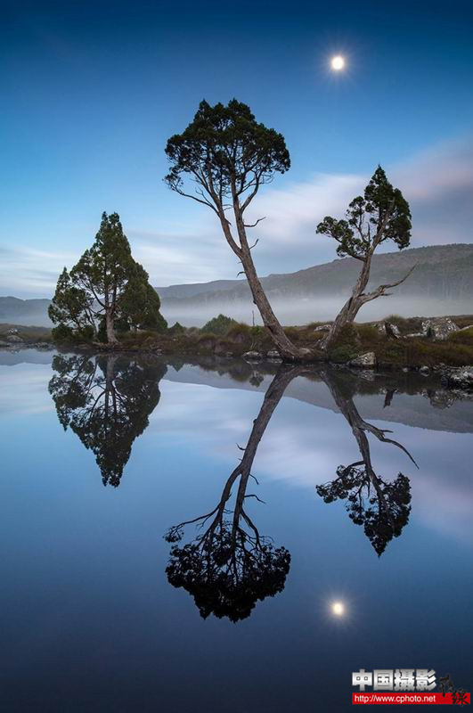 moonlit pencil pine reflections_副本.jpg