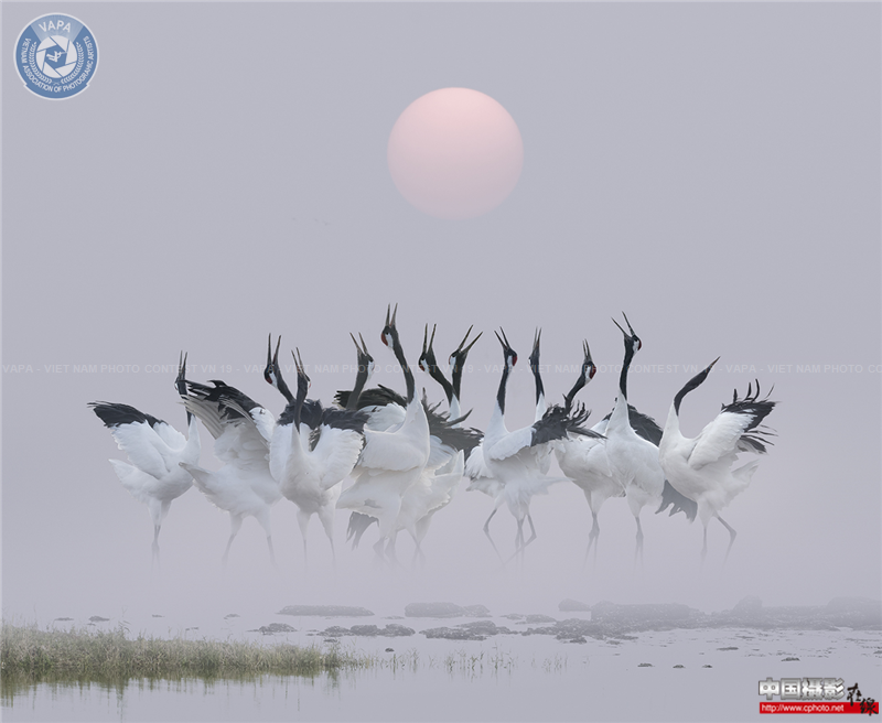 Dancing crane tangfuying.png