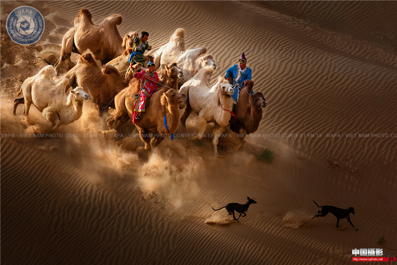 Camel dog 安喜平.png