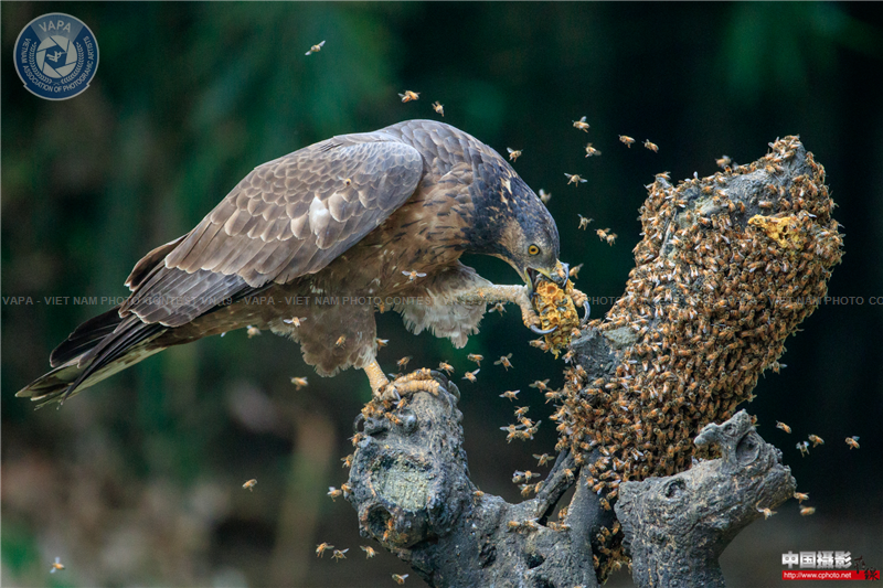 Honey Buzzard 02.png