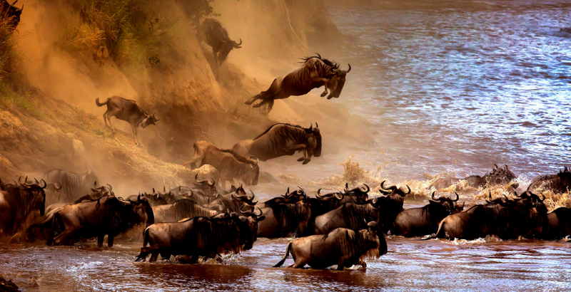 The Great Migration of Wildebeest 2.png