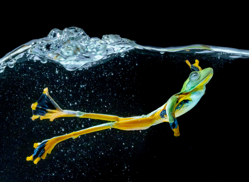 Wallace Flying Frog 1.png