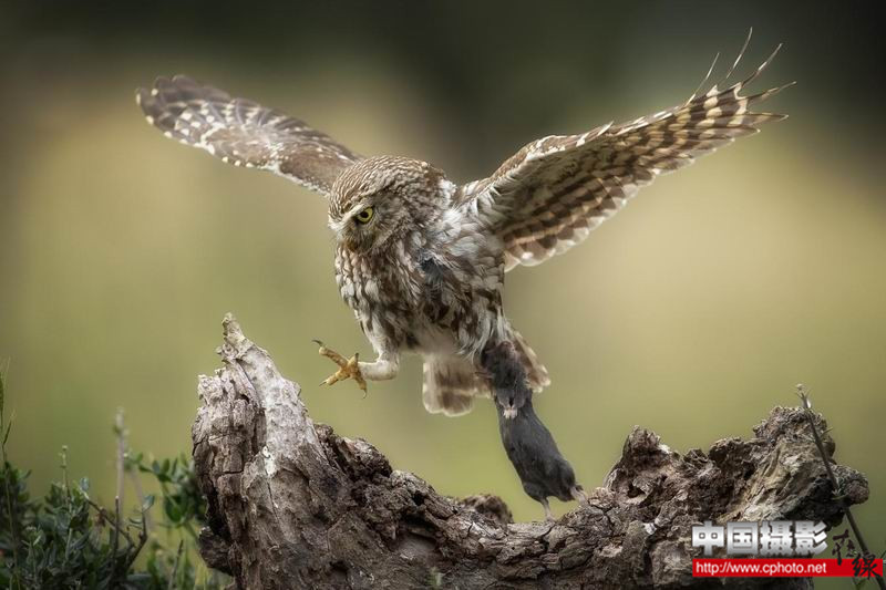 little owl_副本.jpg