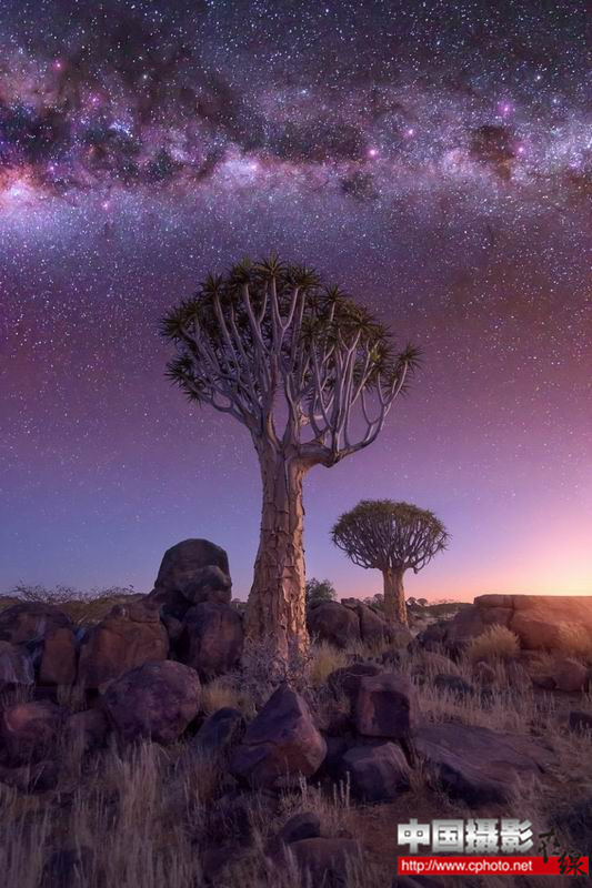 quiver forest under the starry sky_副本.jpg