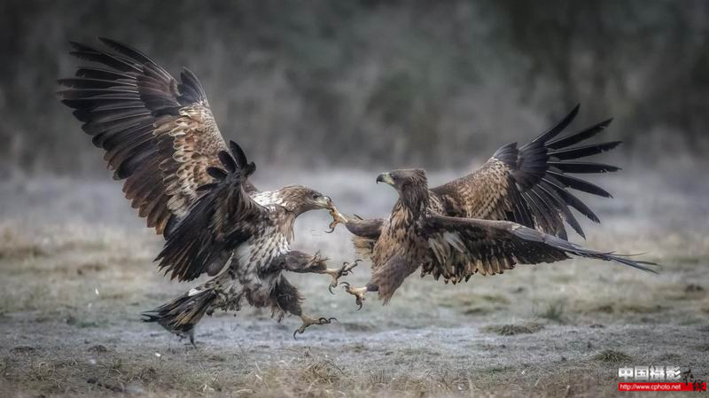 eagles fighting_副本.jpg