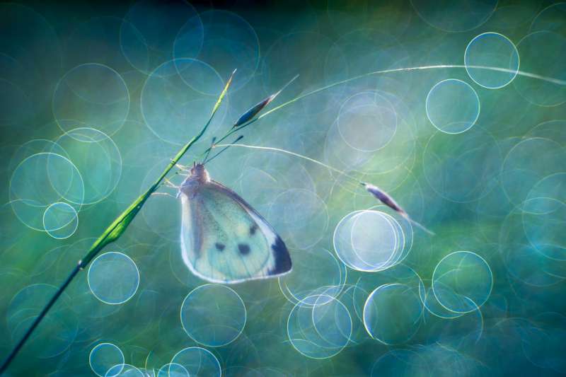 IAAP-Gold-Medal-Petar-Sabol-Croatia-Butterfly-imagination-800.jpg