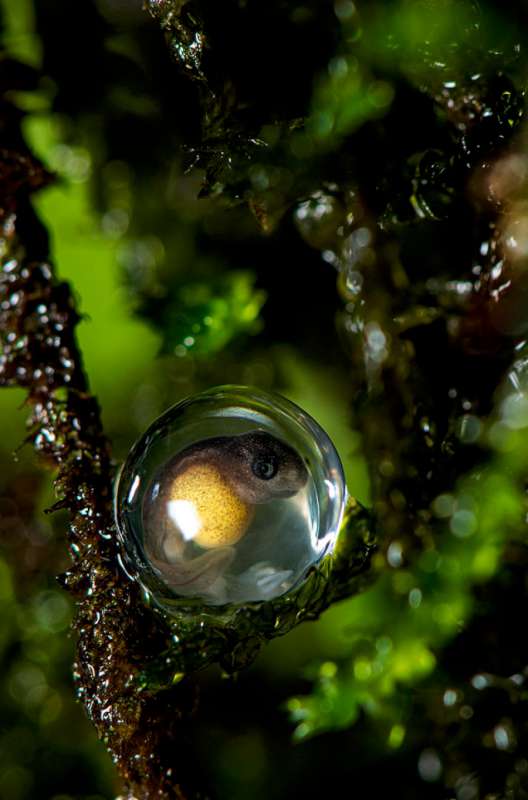 CLUB-Bronze-Medal-Satish-Hanumantharao-India-Bush-frog-egg-800.jpg