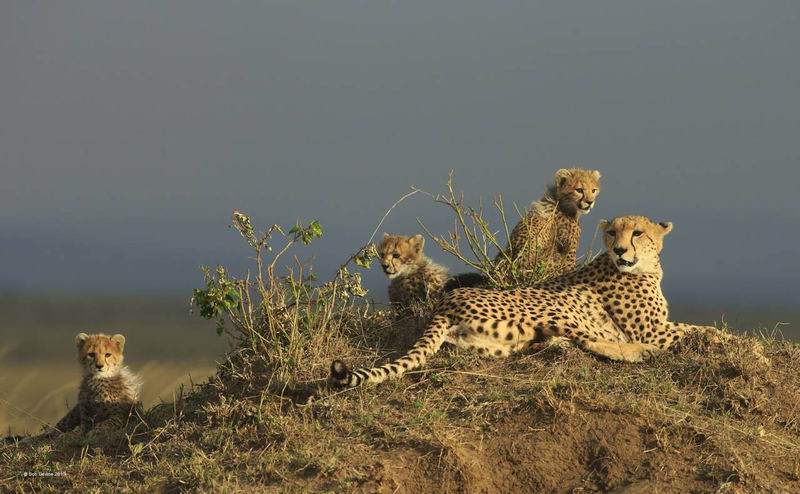 Devine Bob_Cheetah with 3 Cubs_NSFF Silver medal.jpg