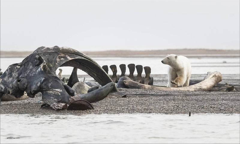 Kwan Phillip_Polar Bear at Bone Pile_Bekkalokket Photoclub Bronze medal.jpg
