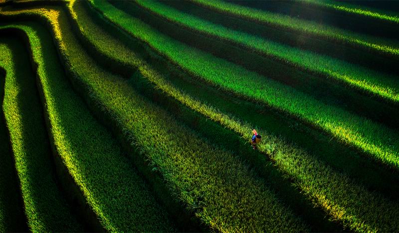Terraced fields.jpg