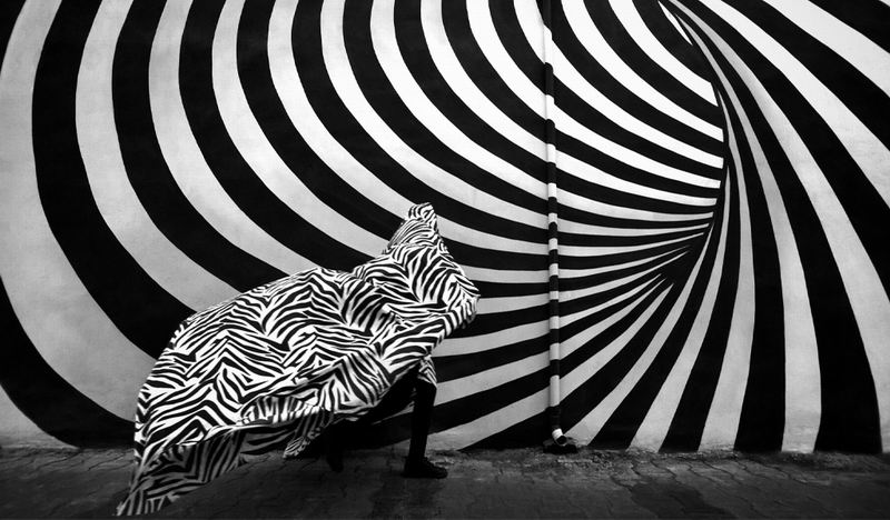 Zebra.jpg
