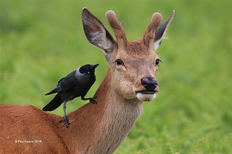 Keene Paul-FRPS MPAGB MFIAP EFIAPD3-Red Deer and Jackdaw 4004-PSA Gold medal-England.jpg