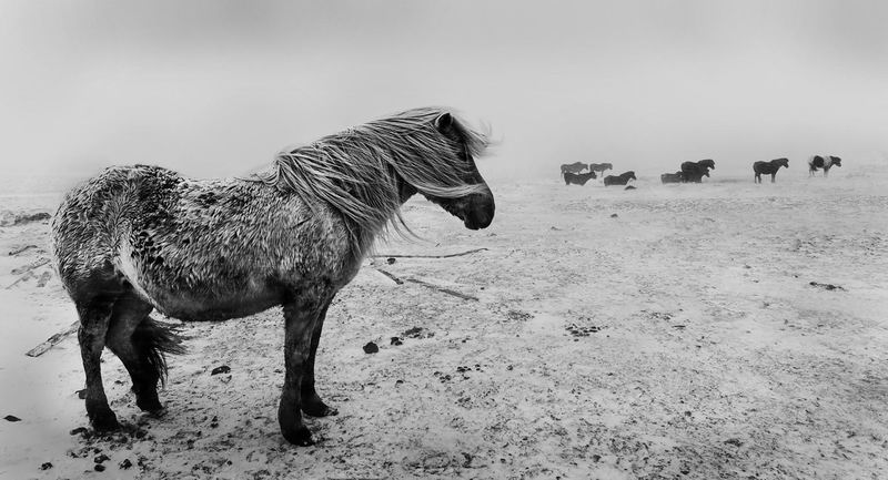 islandpony2s.jpg