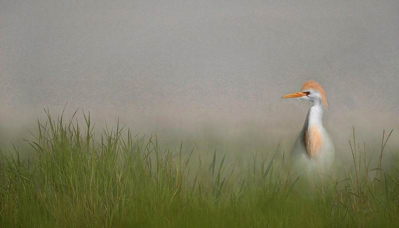 koereiger in de mist.jpg