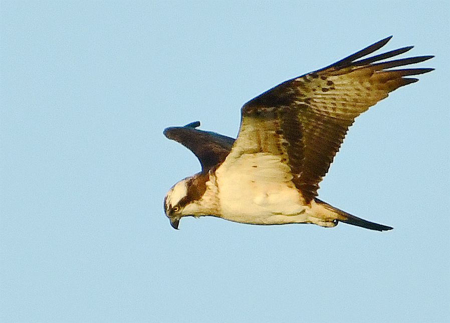 DSC_9944_副本.jpg