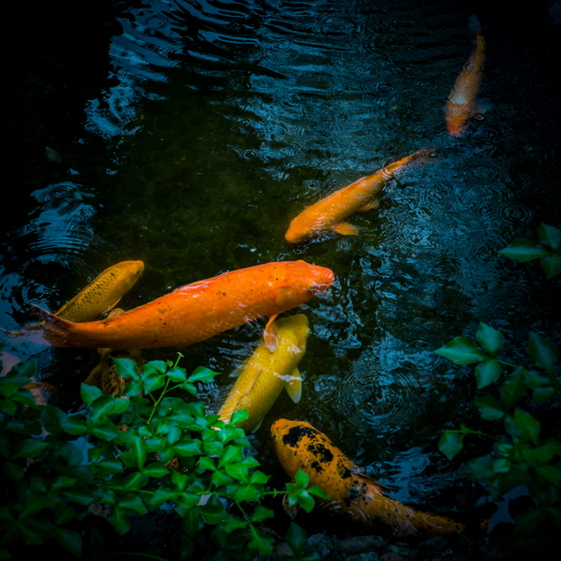 F5373D1E-1E3C-470E-8E4D-31E57D2D8DDB.jpeg