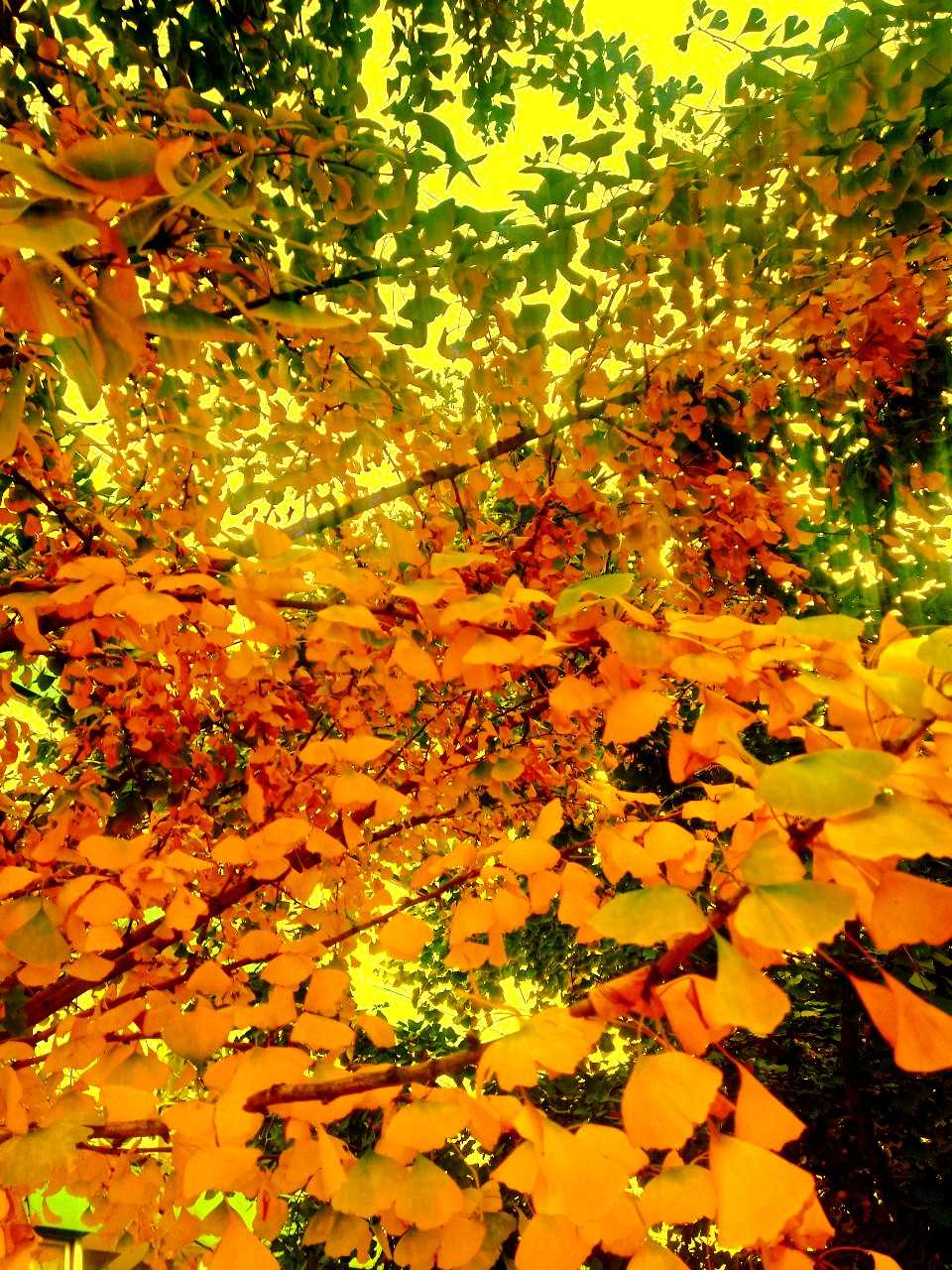 PicsArt_11-09-10.54.49.jpg