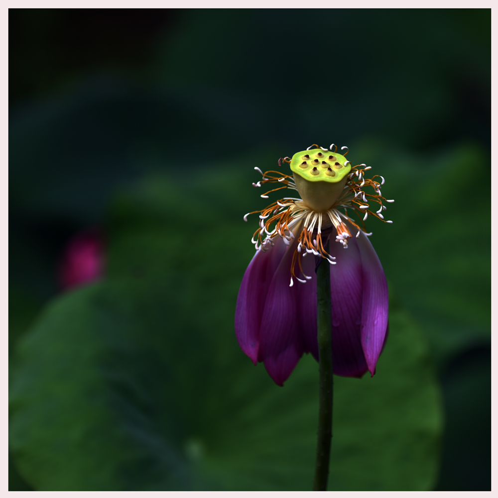 FXN_1063.JPG
