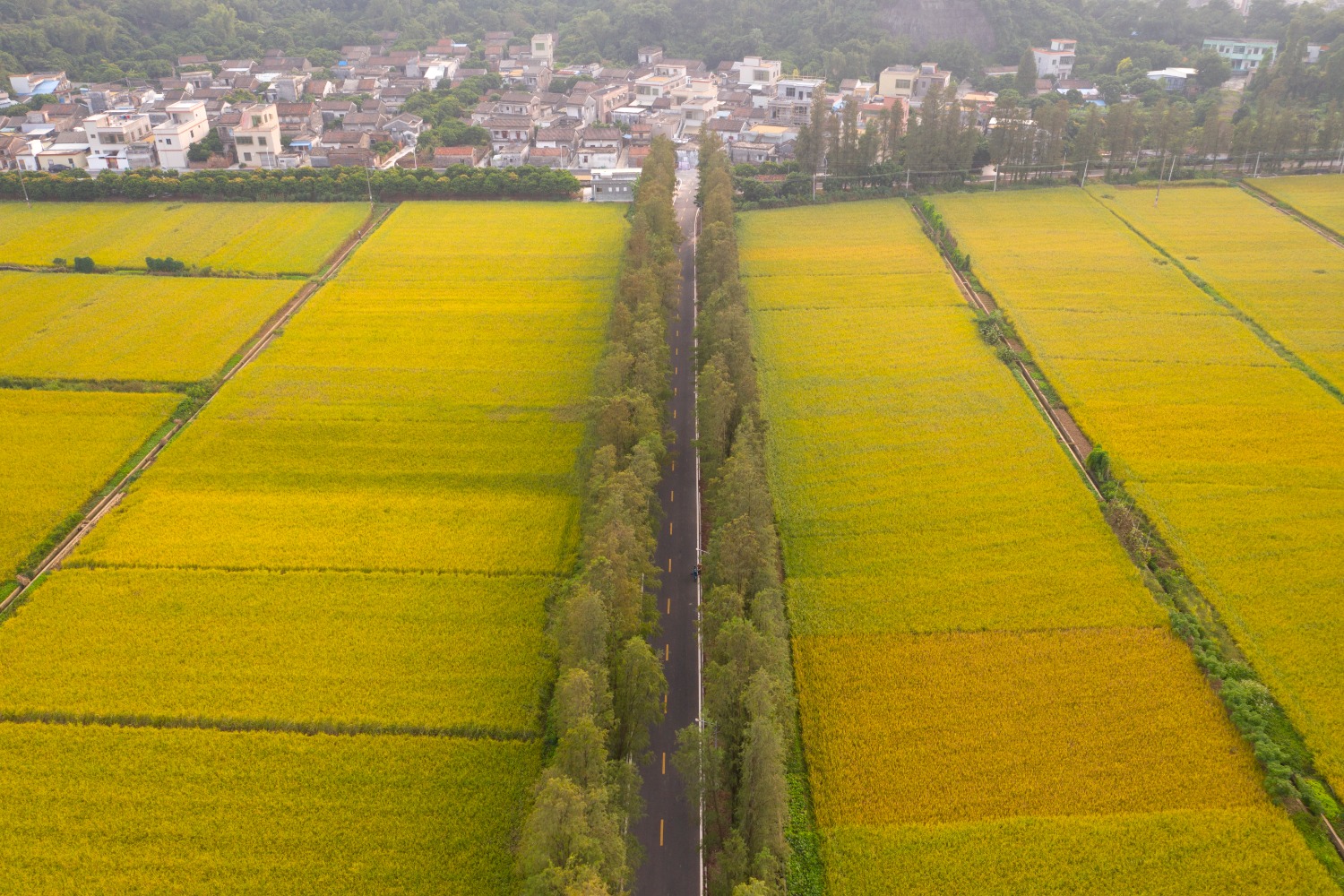 DJI_0651(1).jpg