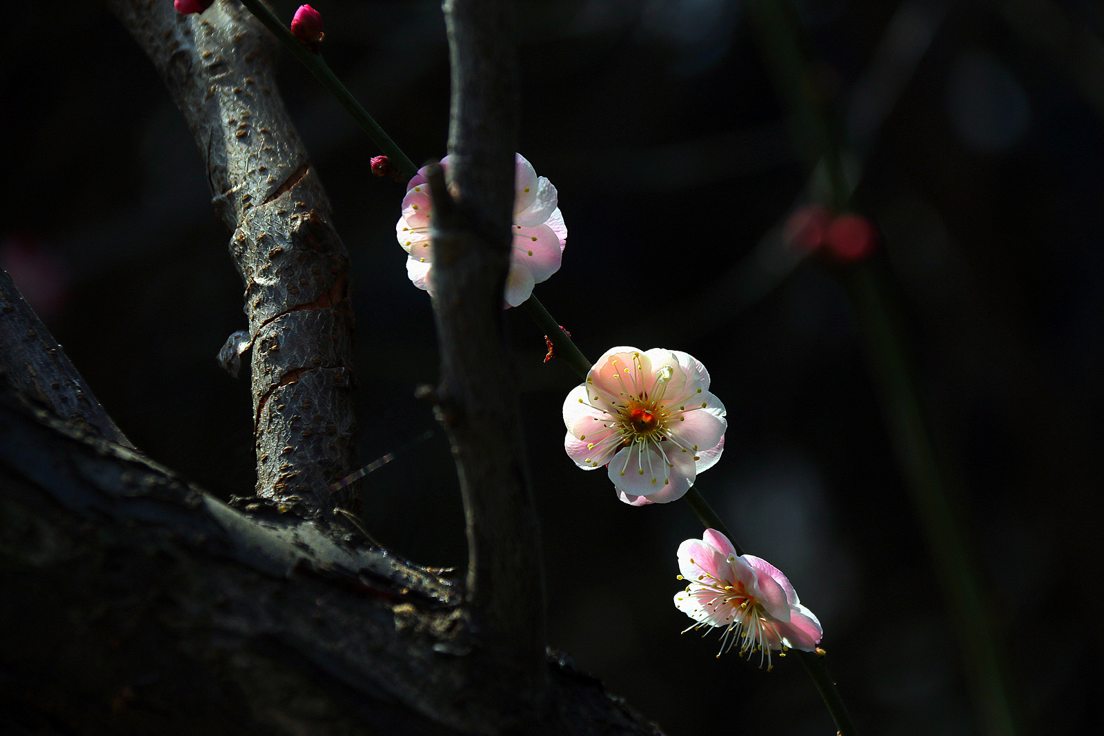 IMG_9486_副本_副本.jpg