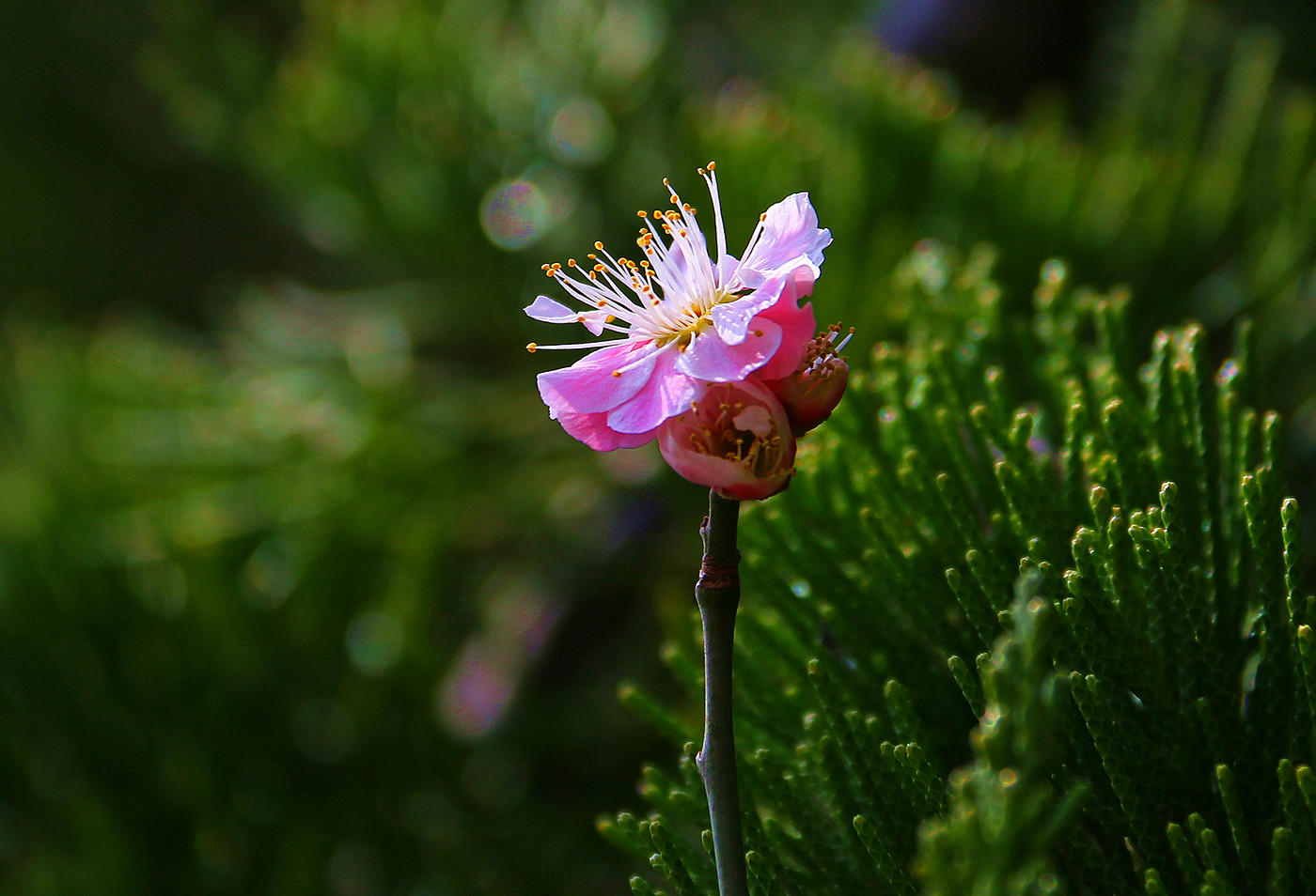 IMG_9540_副本2_副本_副本.jpg