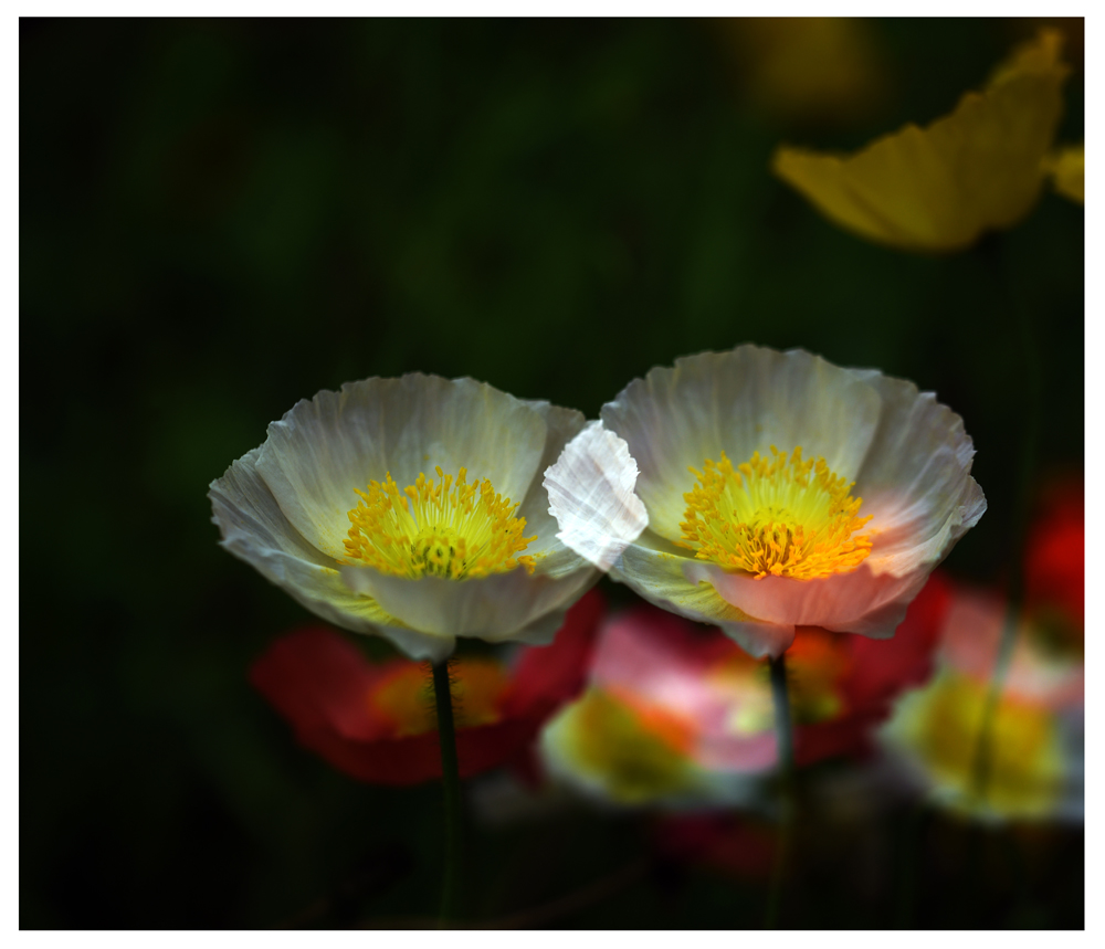 DSC_9179.JPG