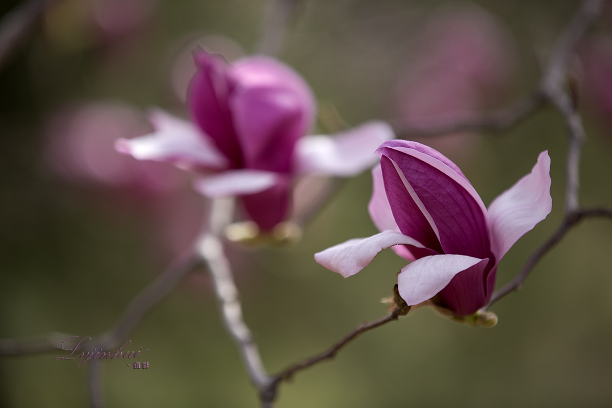 IMG_99111.jpg