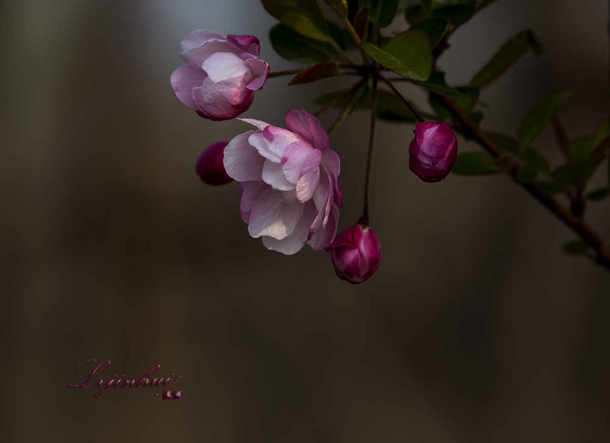 IMG_00781.jpg