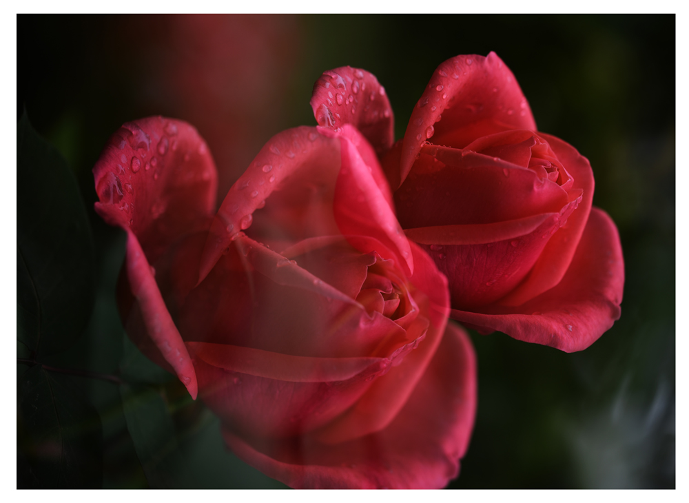 DSC_9779.JPG