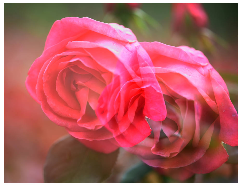 DSC_9785.JPG