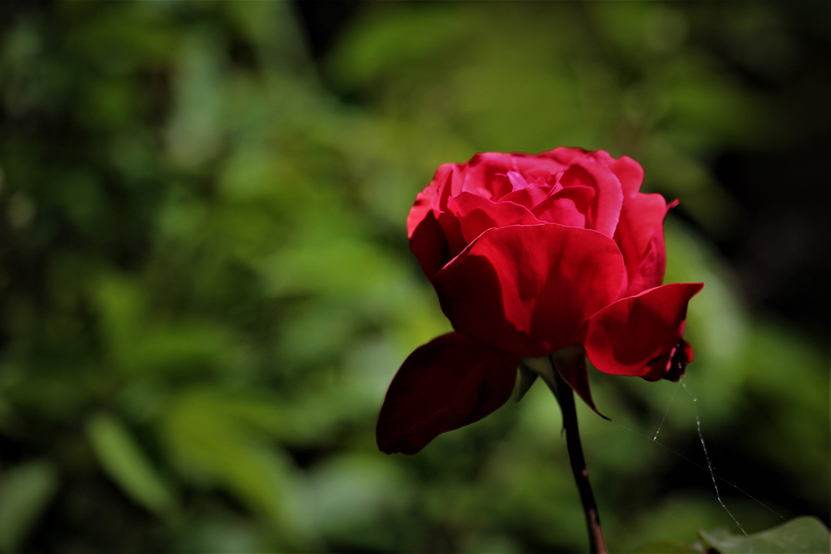 5O4A2241.JPG