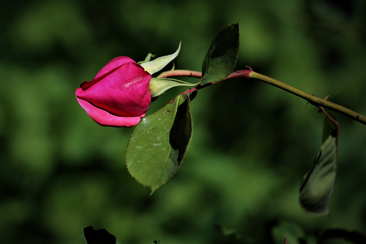 5O4A2263.JPG