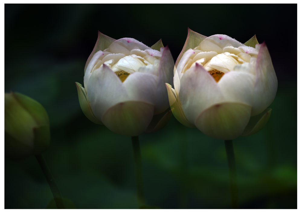 DSC_1568.JPG