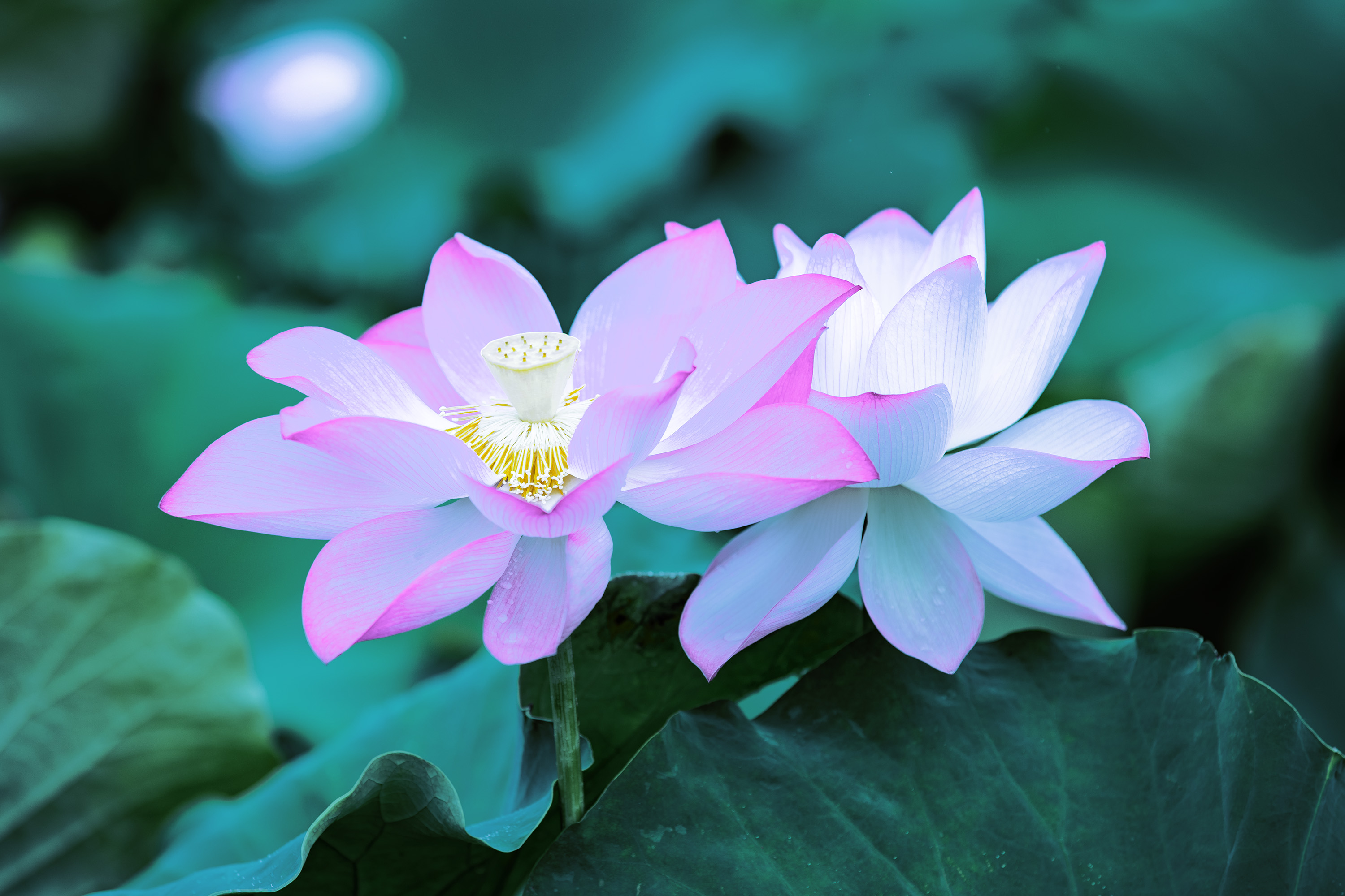 E58A5200《梦幻荷仙》摄于瓦灶村SX.jpg