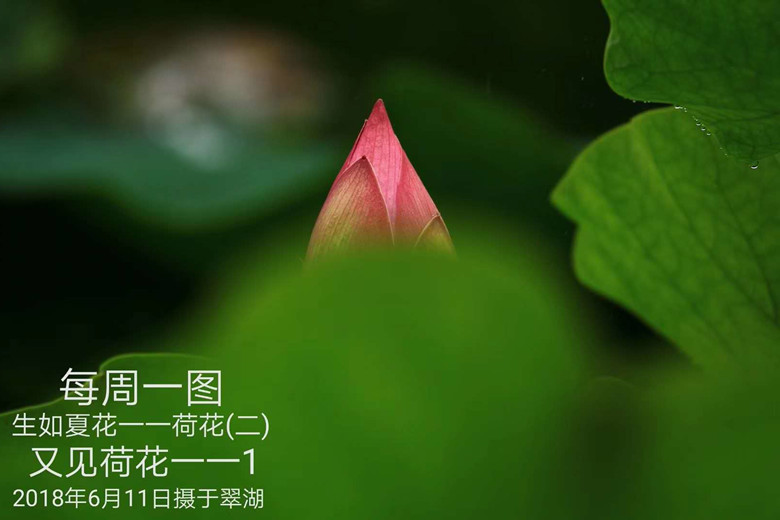 88-18-6-30又见荷花--1.jpg