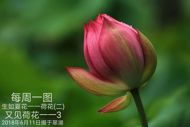 90-18-7-14又见荷花--3.jpg