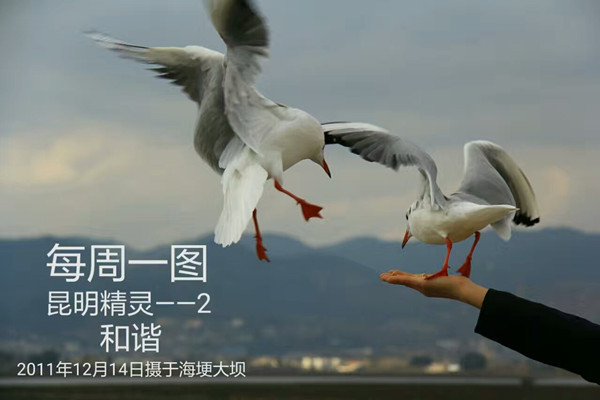 13-17-1-21昆明精灵--2_副本.jpg