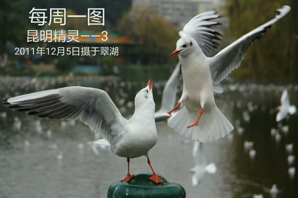 15-17-2-4昆明精灵--3_副本.jpg
