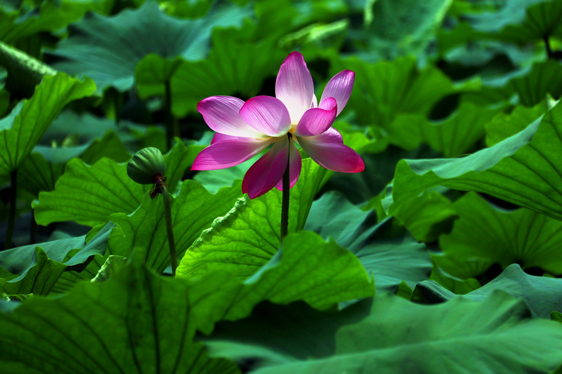 IMG_6366_副本_副本_dh.jpg