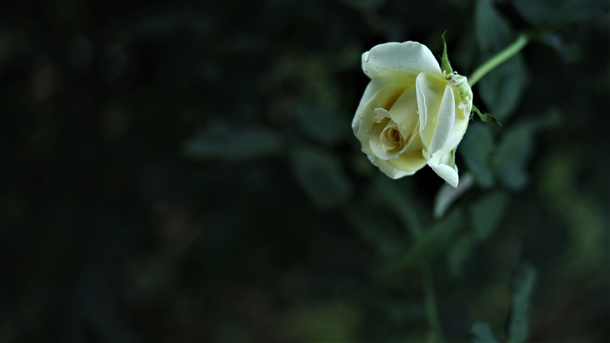 8R3A3865.JPG